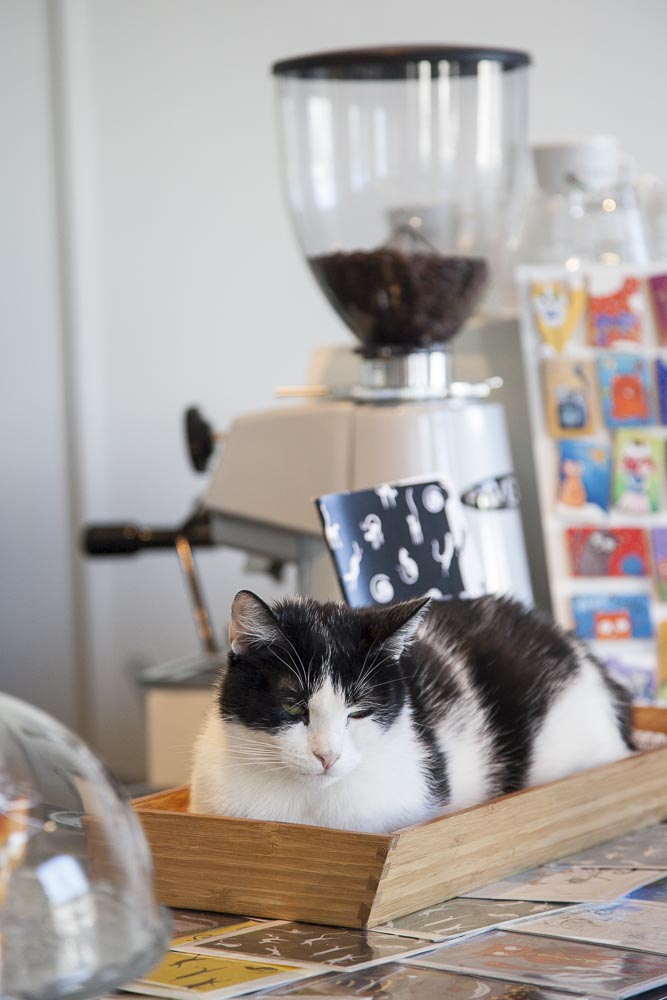 Kissakohvik Nurri on täynnä kissoja. Kahvi jauhetaan paikan päällä pavuista.