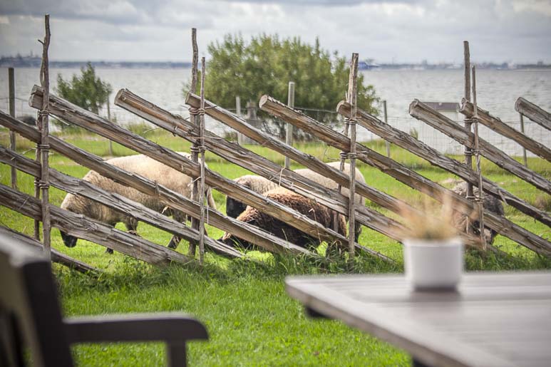 Lampaat Paat-ravintolan viereisellä laitumella